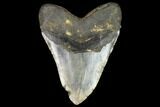 Giant, Fossil Megalodon Tooth - North Carolina #124557-2